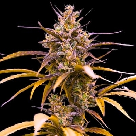 Auto Zoap > Empire Seeds